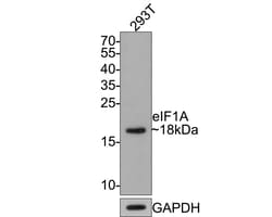 Invitrogen eIF1AX Recombinant Rabbit Monoclonal Antibody (JE64-52) 100