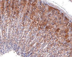 Invitrogen CYFIP1 Recombinant Rabbit Monoclonal Antibody (JE64-11) 100