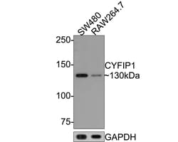 Invitrogen CYFIP1 Recombinant Rabbit Monoclonal Antibody (JE64-11) 100
