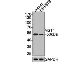 Invitrogen MST4 Recombinant Rabbit Monoclonal Antibody (JE64-64) 100 &mu;L;