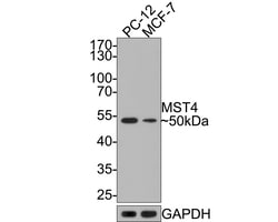 Invitrogen MST4 Recombinant Rabbit Monoclonal Antibody (JE64-64) 100 &mu;L;