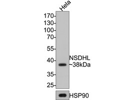 Invitrogen NSDHL Recombinant Rabbit Monoclonal Antibody (JE64-86) 100 &mu;L;