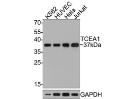 Invitrogen TCEA1 Recombinant Rabbit Monoclonal Antibody (JE64-90) 100 &mu;L;