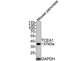 Invitrogen TCEA1 Recombinant Rabbit Monoclonal Antibody (JE64-90) 100 &mu;L;