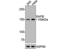 Invitrogen SAFB Recombinant Rabbit Monoclonal Antibody (JE64-94) 100 &mu;L;