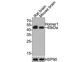 Invitrogen HOMER1 Recombinant Rabbit Monoclonal Antibody (JE65-19) 100