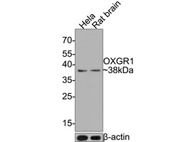Invitrogen OXGR1 Recombinant Rabbit Monoclonal Antibody (JE64-04) 100 &mu;L;