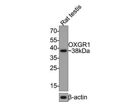 Invitrogen OXGR1 Recombinant Rabbit Monoclonal Antibody (JE64-04) 100 &mu;L;