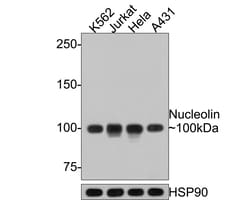 Invitrogen Nucleolin Recombinant Rabbit Monoclonal Antibody (JE65-71) 100