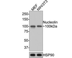 Invitrogen Nucleolin Recombinant Rabbit Monoclonal Antibody (JE65-71) 100