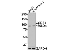 Invitrogen CSDE1 Recombinant Rabbit Monoclonal Antibody (JE65-67) 100 &mu;L;