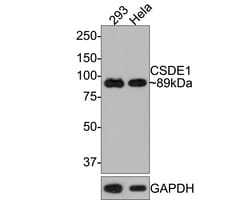 Invitrogen CSDE1 Recombinant Rabbit Monoclonal Antibody (JE65-67) 100 &mu;L;