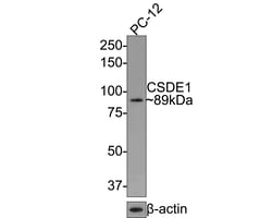 Invitrogen CSDE1 Recombinant Rabbit Monoclonal Antibody (JE65-67) 100 &mu;L;