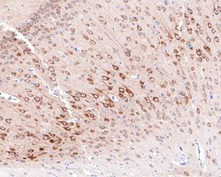 Invitrogen PREPL Recombinant Rabbit Monoclonal Antibody (JE65-64) 100 &mu;L;