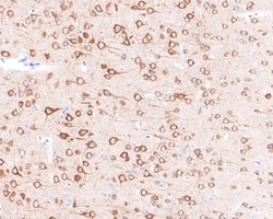 Invitrogen PREPL Recombinant Rabbit Monoclonal Antibody (JE65-64) 100 &mu;L;