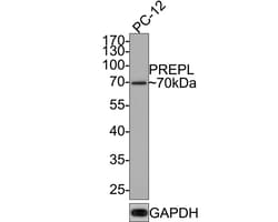 Invitrogen PREPL Recombinant Rabbit Monoclonal Antibody (JE65-64) 100 &mu;L;