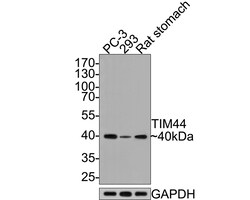 Invitrogen TIMM44 Recombinant Rabbit Monoclonal Antibody (JE65-55) 100