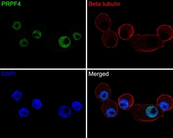 Invitrogen PRPF4 Recombinant Rabbit Monoclonal Antibody (JE65-37) 100 &mu;L;