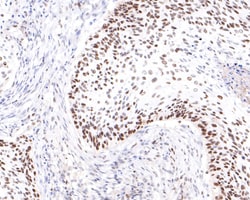 Invitrogen PRPF4 Recombinant Rabbit Monoclonal Antibody (JE65-37) 100 &mu;L;
