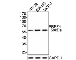 Invitrogen PRPF4 Recombinant Rabbit Monoclonal Antibody (JE65-37) 100 &mu;L;