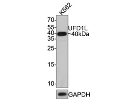 Invitrogen UFD1L Recombinant Rabbit Monoclonal Antibody (JE64-80) 100 &mu;L;