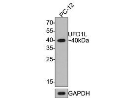Invitrogen UFD1L Recombinant Rabbit Monoclonal Antibody (JE64-80) 100 &mu;L;