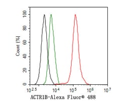 Invitrogen ACTR1B Recombinant Rabbit Monoclonal Antibody (JE65-44) 100