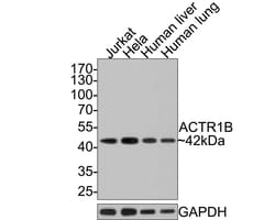 Invitrogen ACTR1B Recombinant Rabbit Monoclonal Antibody (JE65-44) 100