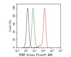 Invitrogen TPMT Recombinant Rabbit Monoclonal Antibody (JE64-09) 100 &mu;L | Buy Online | Invitrogen&trade; | Fisher Scientific