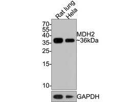 Invitrogen MDH2 Recombinant Rabbit Monoclonal Antibody (JE64-68) 100 &mu;L;