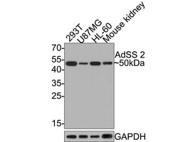 Invitrogen ADSS Recombinant Rabbit Monoclonal Antibody (JE64-42) 100 &mu;L;