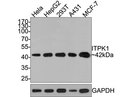 Invitrogen ITPK1 Recombinant Rabbit Monoclonal Antibody (JE64-35) 100 &mu;L;