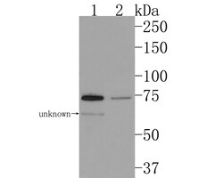 Invitrogen TRIP10 Recombinant Rabbit Monoclonal Antibody (JE63-45) 100 &mu;L | Buy Online | Invitrogen&trade; | Fisher Scientific