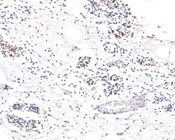 Invitrogen NUP50 Recombinant Rabbit Monoclonal Antibody (JE63-92) 100 &mu;L | Buy Online | Invitrogen&trade; | Fisher Scientific
