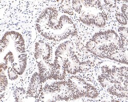 Invitrogen NUP50 Recombinant Rabbit Monoclonal Antibody (JE63-92) 100 &mu;L | Buy Online | Invitrogen&trade; | Fisher Scientific