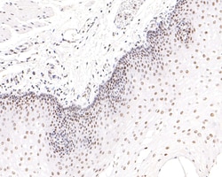 Invitrogen NUP50 Recombinant Rabbit Monoclonal Antibody (JE63-92) 100 &mu;L | Buy Online | Invitrogen&trade; | Fisher Scientific