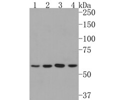 Invitrogen NUP50 Recombinant Rabbit Monoclonal Antibody (JE63-92) 100 &mu;L | Buy Online | Invitrogen&trade; | Fisher Scientific