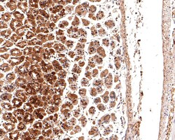 Invitrogen HINT1 Recombinant Rabbit Monoclonal Antibody (JE63-55) 100 &mu;L;