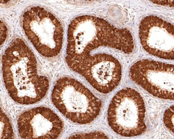 Invitrogen HINT1 Recombinant Rabbit Monoclonal Antibody (JE63-55) 100 &mu;L;