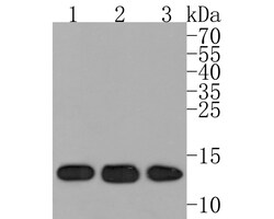 Invitrogen HINT1 Recombinant Rabbit Monoclonal Antibody (JE63-55) 100 &mu;L;