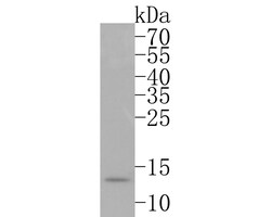 Invitrogen HINT1 Recombinant Rabbit Monoclonal Antibody (JE63-55) 100 &mu;L;