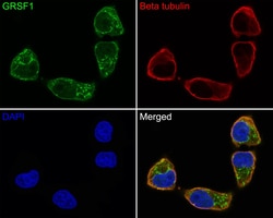 Invitrogen GRSF1 Recombinant Rabbit Monoclonal Antibody (JE63-10) 100 &mu;L;