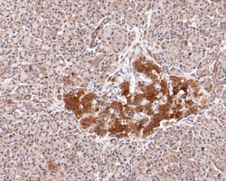 Invitrogen GRSF1 Recombinant Rabbit Monoclonal Antibody (JE63-10) 100 &mu;L;