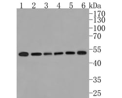 Invitrogen GRSF1 Recombinant Rabbit Monoclonal Antibody (JE63-10) 100 &mu;L;