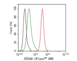 Invitrogen ATG4A Recombinant Rabbit Monoclonal Antibody (JE32-31) 100 &mu;L;