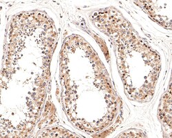 Invitrogen ATG4A Recombinant Rabbit Monoclonal Antibody (JE32-31) 100 &mu;L;