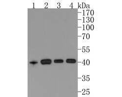 Invitrogen ATG4A Recombinant Rabbit Monoclonal Antibody (JE32-31) 100 &mu;L;