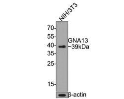 Invitrogen GNA13 Recombinant Rabbit Monoclonal Antibody (JE63-76) 100 &mu;L;