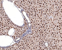 Invitrogen HNF4A Recombinant Rabbit Monoclonal Antibody (JE63-17) 100 &mu;L | Buy Online | Invitrogen&trade; | Fisher Scientific