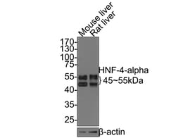 Invitrogen HNF4A Recombinant Rabbit Monoclonal Antibody (JE63-17) 100 &mu;L | Buy Online | Invitrogen&trade; | Fisher Scientific